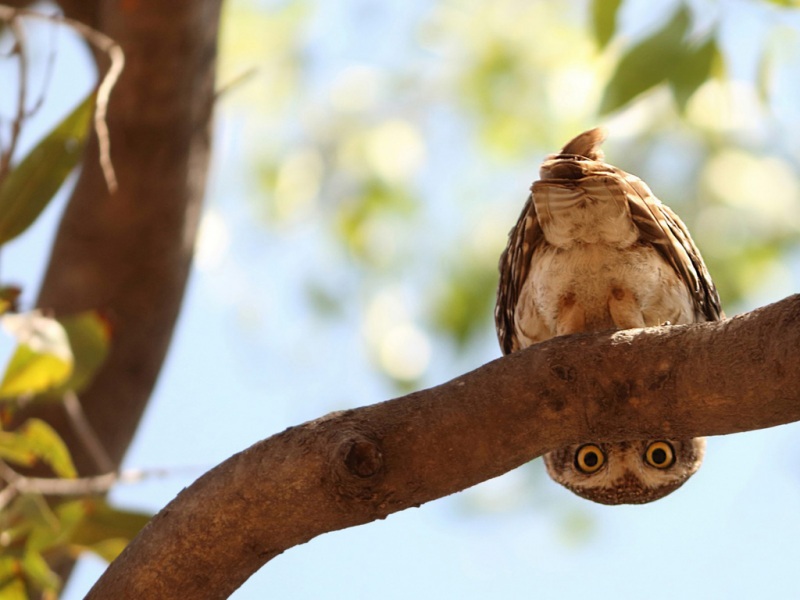 枝头对视的圆眼猫头鹰！软萌可爱动物高清壁纸