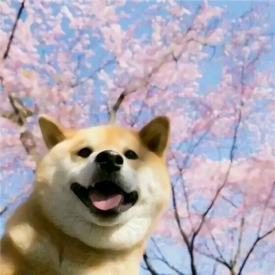 猫狗搞怪情侣头像来啦！10张可爱一对两张的动物头像合集