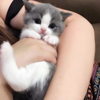 超萌两只猫咪情侣头像！24张高清可爱款直接存