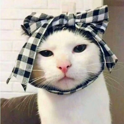 猫咪情侣头像来啦！28组高清可爱款一对两张