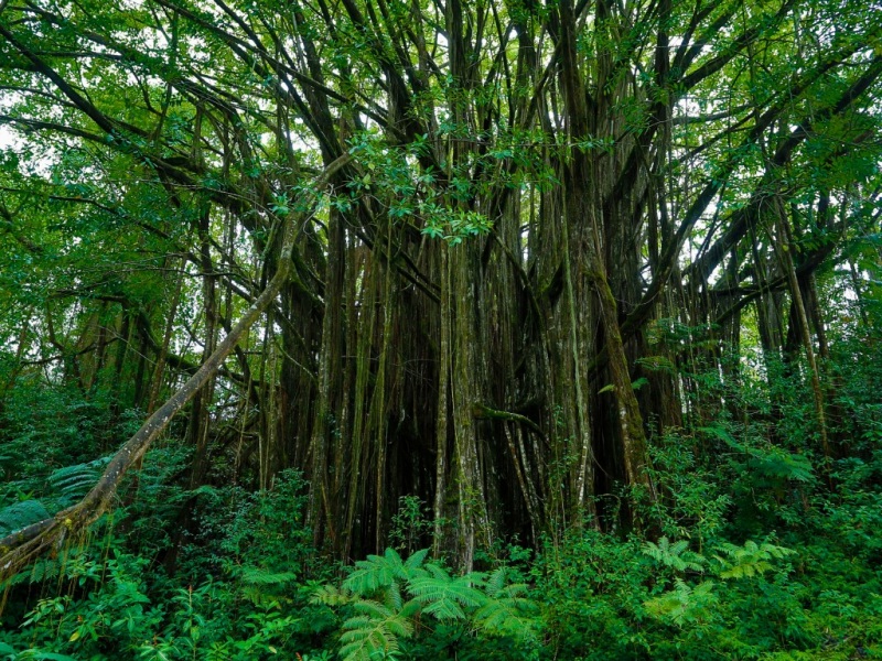 带树根杂草的清新森林风景 护眼电脑桌面壁纸