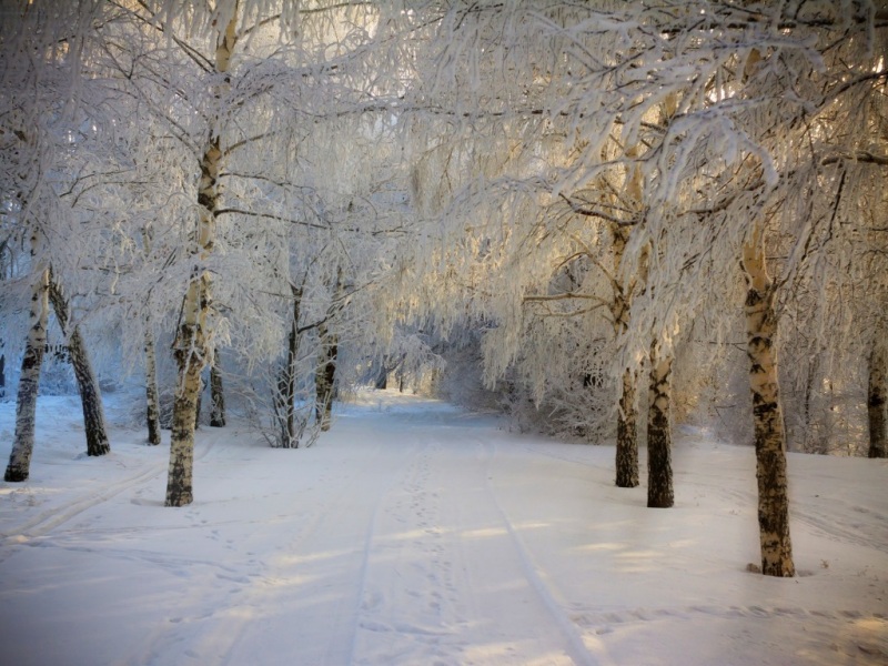冬日雪景道路树壁纸合集 高清风景壁纸免费下载