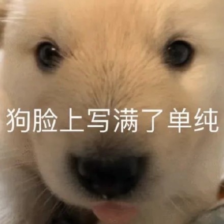 又有一批奇怪的斗图表情包上新啦