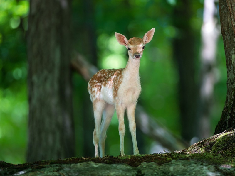 小鹿斑比主题森林小鹿电脑桌面壁纸 高清动物壁纸合集