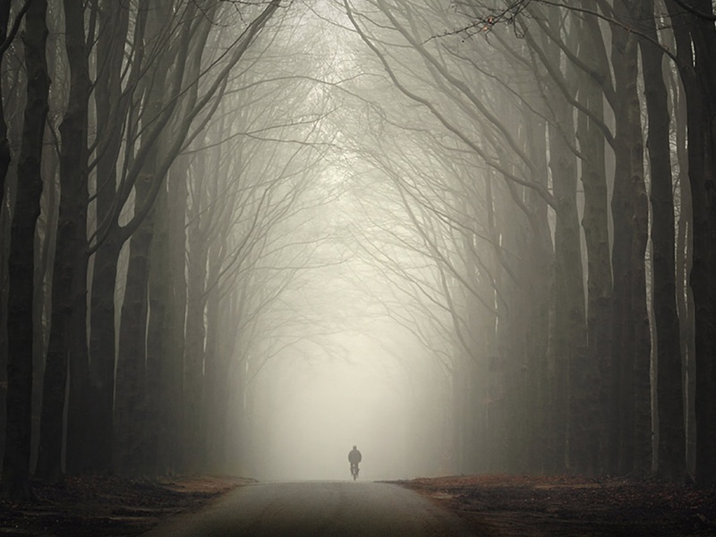 年氛围感拉满的森林风景电脑壁纸来啦