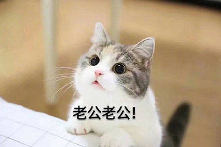 超甜！这套“老公老公我爱你”表情包太适合撩喜欢的人了