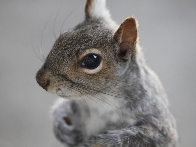 软乎乎的灰松鼠！带胡子的可爱松鼠高清壁纸合集