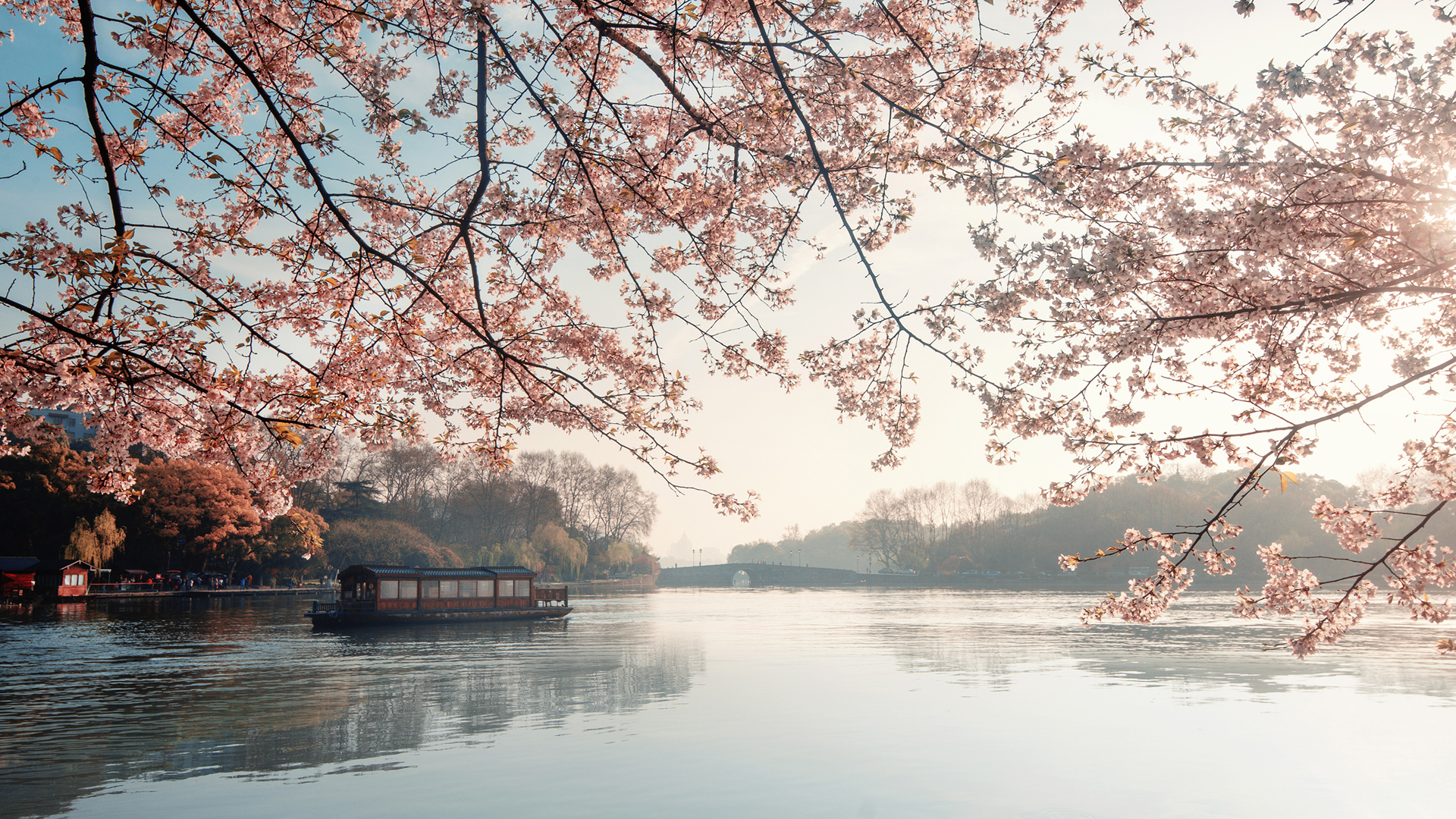 湖畔樱花主题电脑桌面动漫壁纸分享