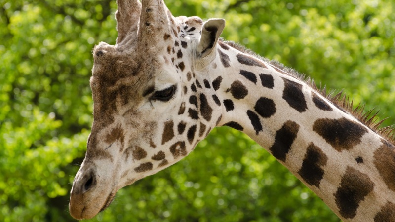 软萌长颈鹿电脑桌面壁纸 高清动物壁纸来啦