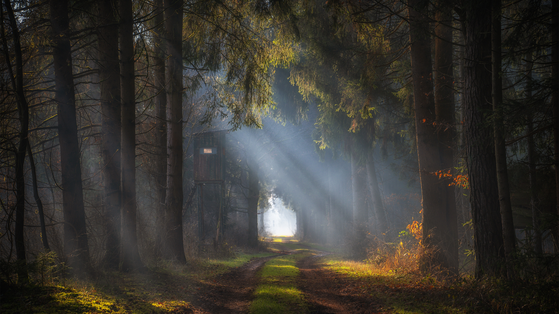 秋日森林阳光小路电脑壁纸