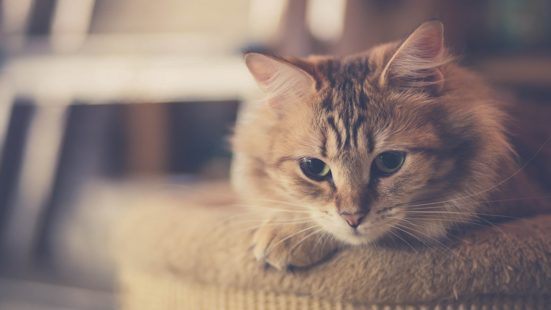 猫咪带胡须的治愈心情壁纸_高清动物壁纸