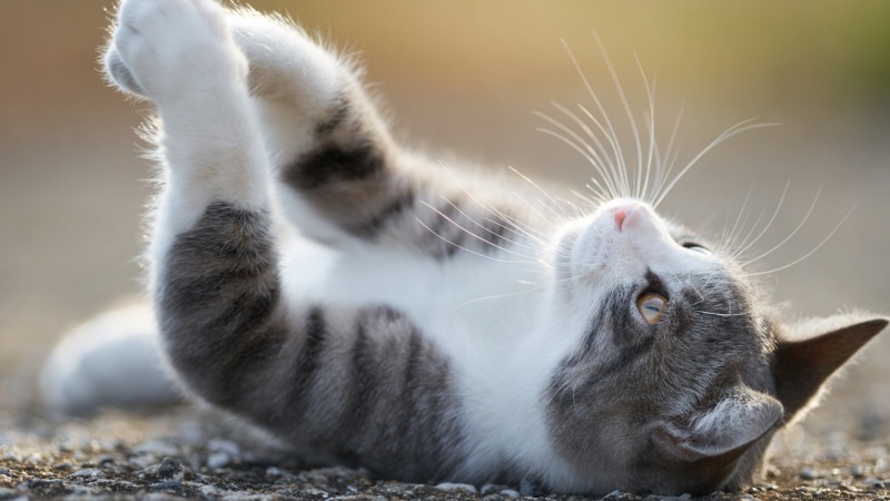 躺着撸猫的快乐谁懂！超治愈可爱猫咪电脑壁纸来了