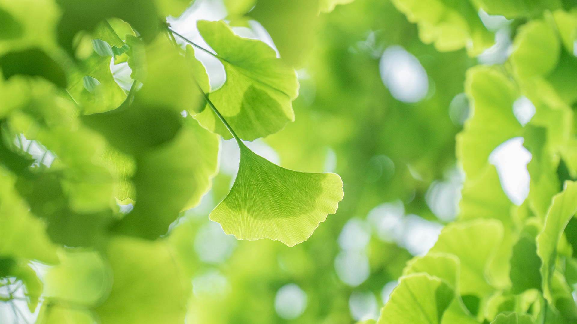 适合电脑用的绿色护眼银杏叶高清壁纸分享