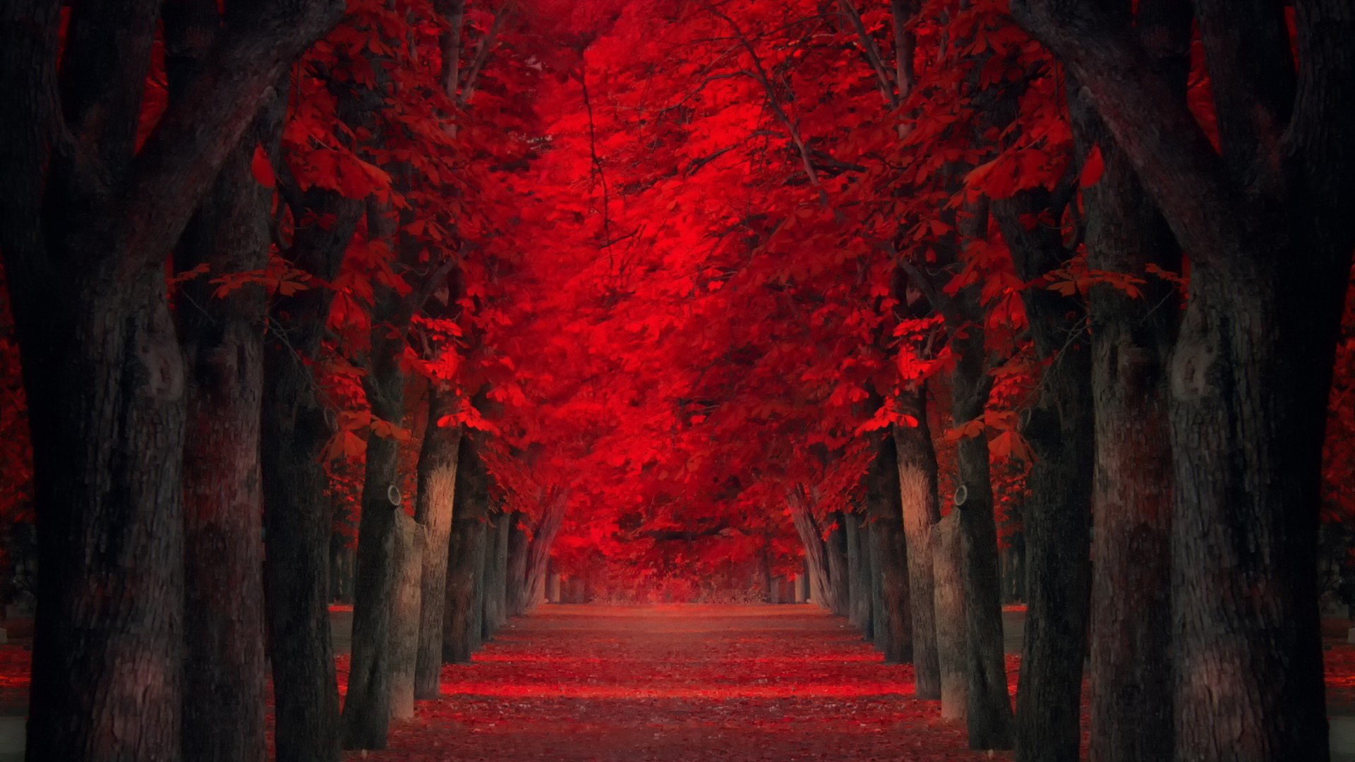 超治愈！红叶林间道路 电脑桌面动漫风壁纸