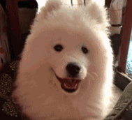 群聊聊天怎么能少了动态表情包？