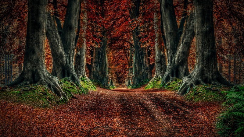 秋日林间步道落叶风景电脑壁纸