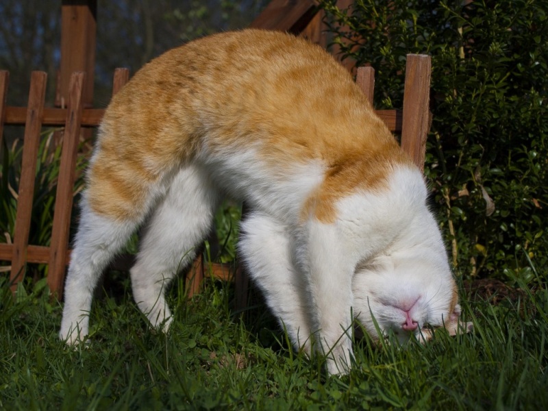 软乎乎小猫咪草坪摆造型！超治愈高清壁纸来啦