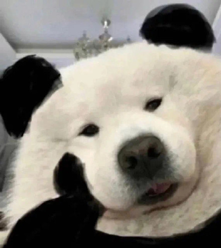 狗狗托腮表情包合集来了，斗图聊天超好用