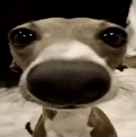 聊天斗图神器！这套小动物无字表情包太好用了