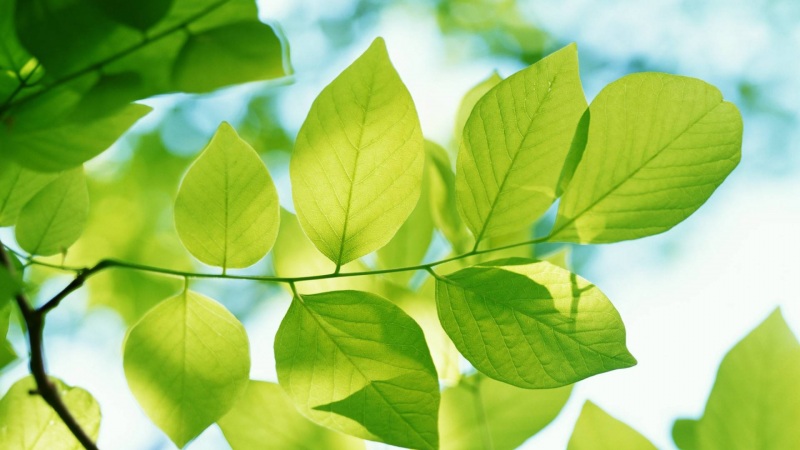 护眼叶子主题电脑桌面壁纸上新 高清多尺寸可选