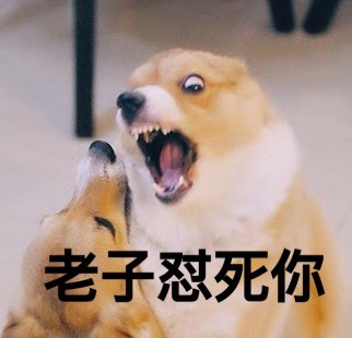 柯基版“打死你个龟孙”表情包来啦，斗图又有新素材