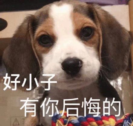 聊天斗图必备！超全小狗表情包合集来了
