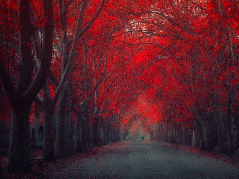 长街红叶配情侣 这款电脑壁纸氛围感拉满