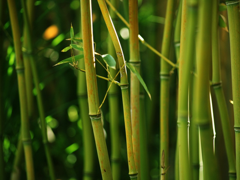 高清竹子电脑壁纸合集 适配多尺寸桌面