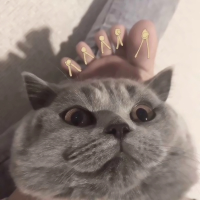 软萌猫咪情侣头像！18组一左一右高清可爱款