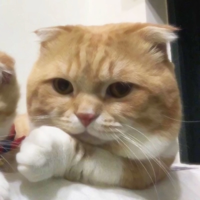 22张超萌喵星人情侣头像 高清可爱直接用