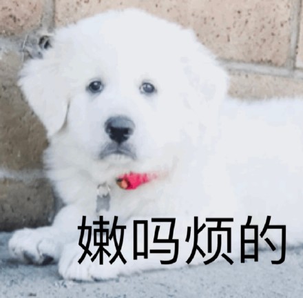 聊天斗图别愁！这套奇奇怪怪动物表情包太好用了