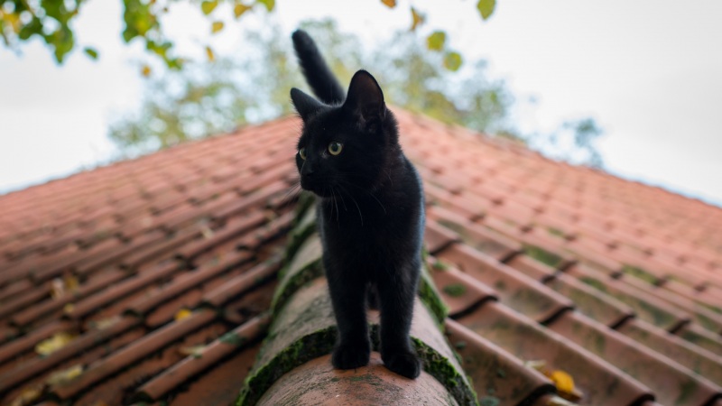 屋顶上的小黑猫！这款电脑桌面壁纸太治愈了