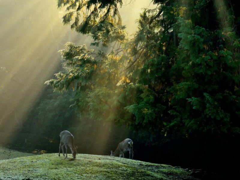 森林小鹿风景动漫风电脑桌面壁纸推荐