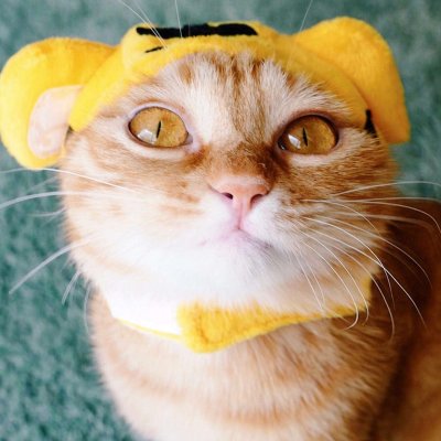 14组搞怪猫狗情侣头像 一对两张高清图来啦