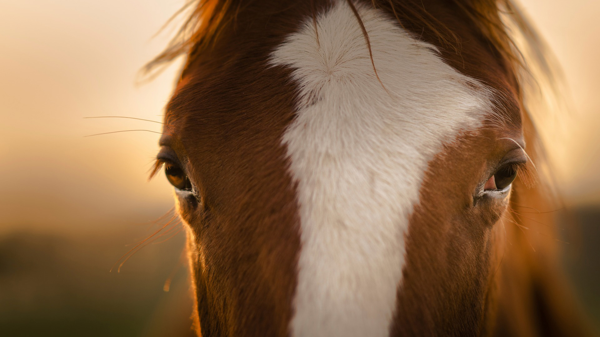 单匹马眼神毛发高清动物壁纸下载指南