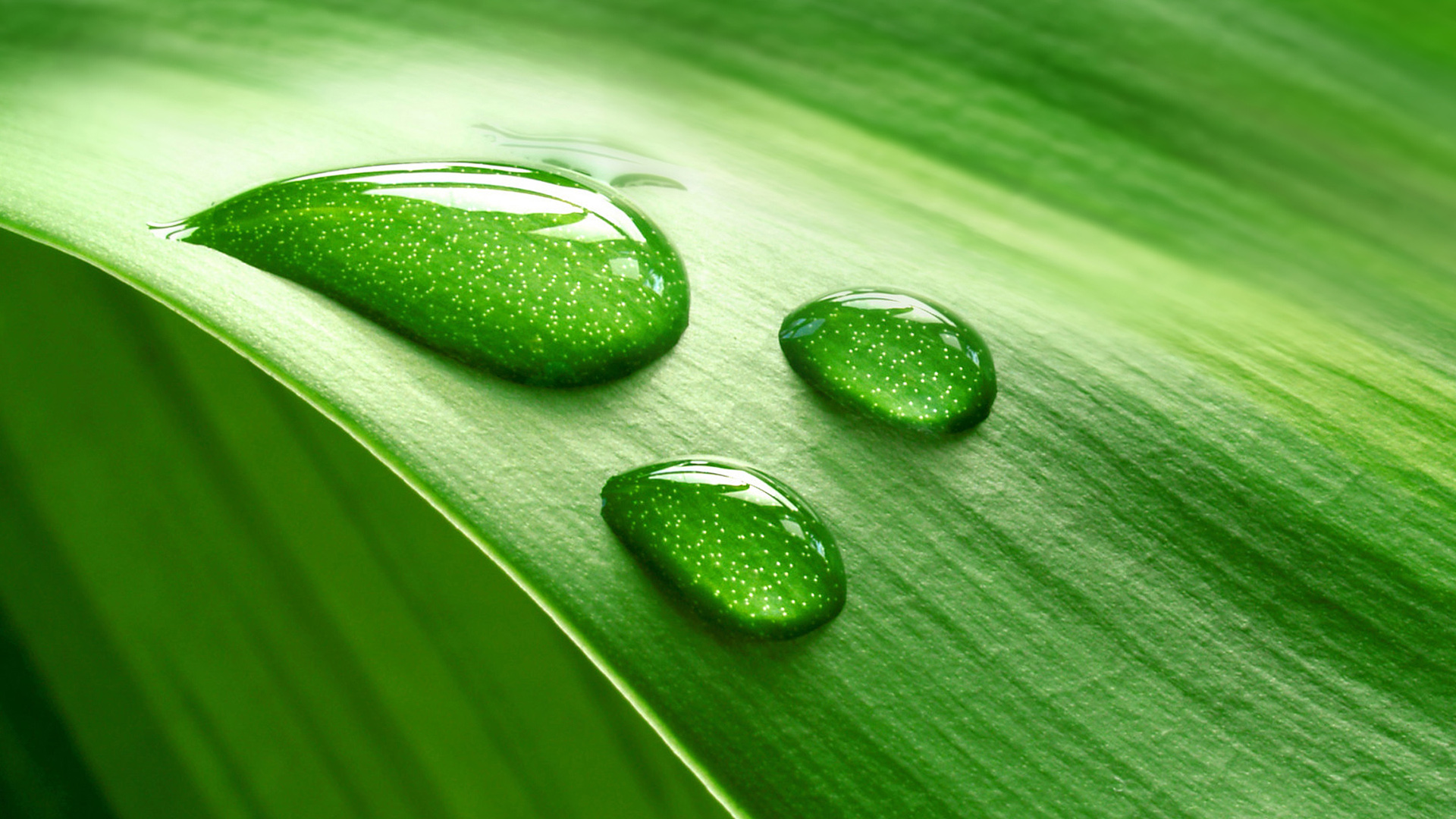 这款带绿叶露珠的护眼电脑桌面壁纸太治愈了