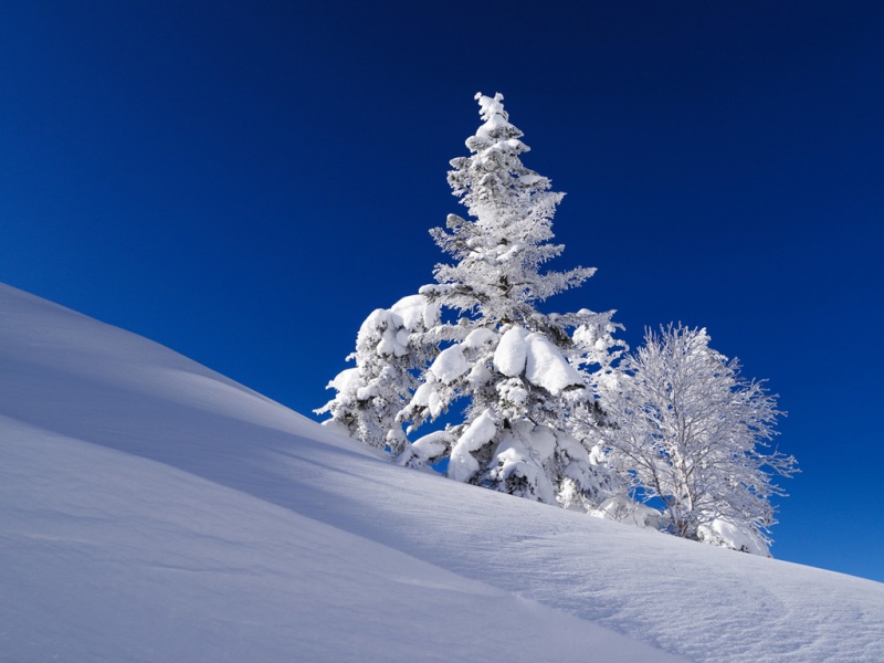 冬日杉木边坡雪景 适配多尺寸电脑桌面壁纸