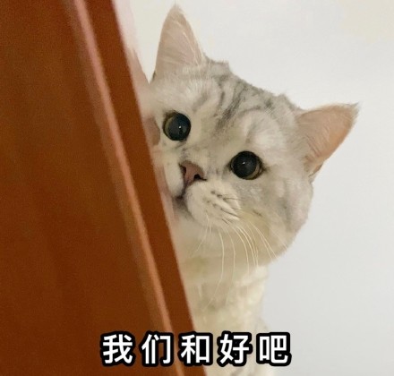 吵架绝交五分钟？这套猫咪表情包帮你快速和好