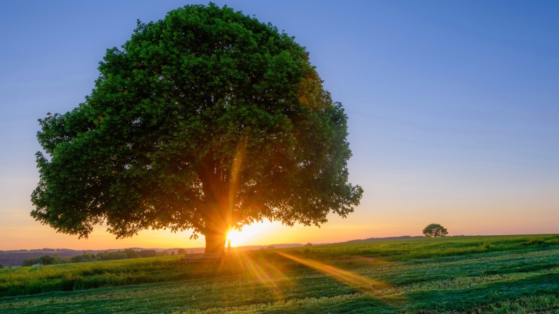 树与暖阳草地的治愈风景壁纸