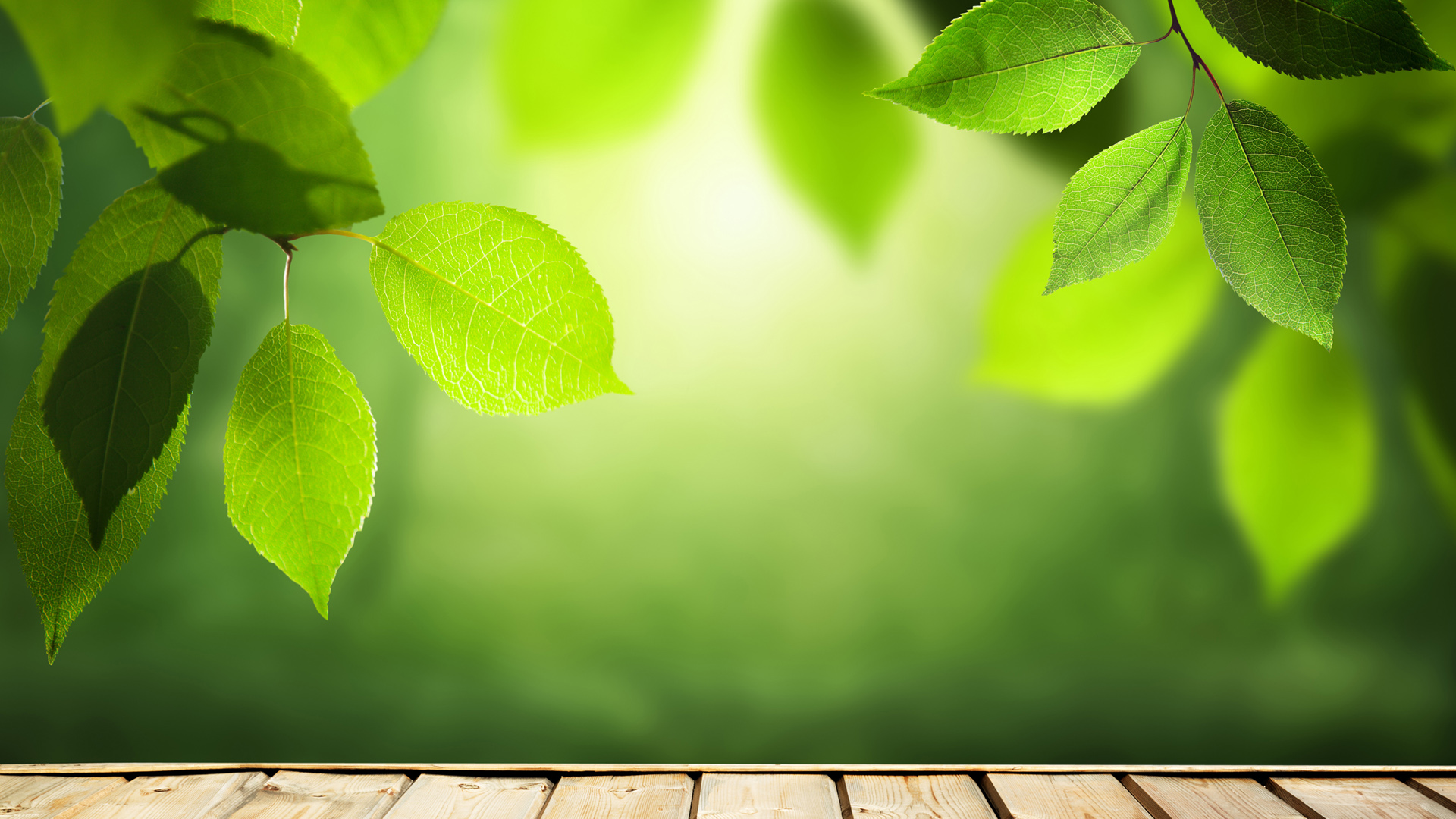 多款护眼绿叶电脑桌面壁纸 清新治愈还护眼