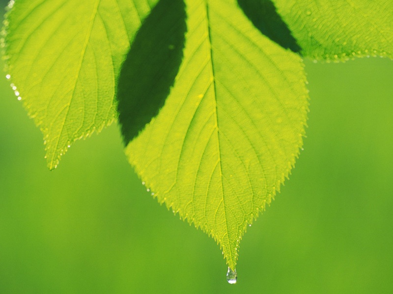 春日绿叶风景电脑壁纸