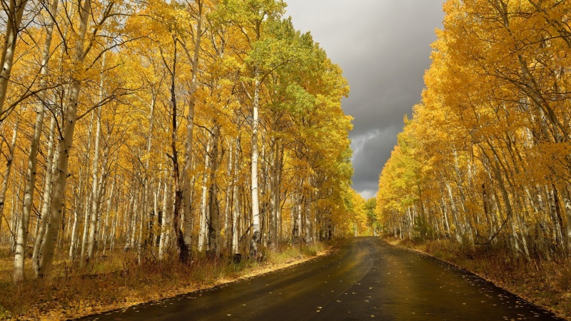 秋日白桦公路风景 电脑动漫壁纸上新