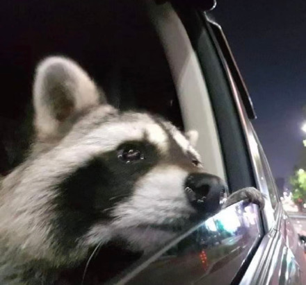 聊天斗图必备！无字表情包合集来啦