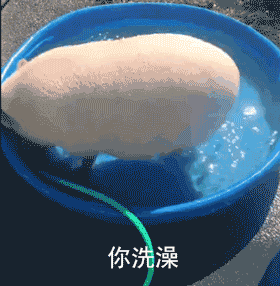 超甜“最爱你惹”小猪表情包合集