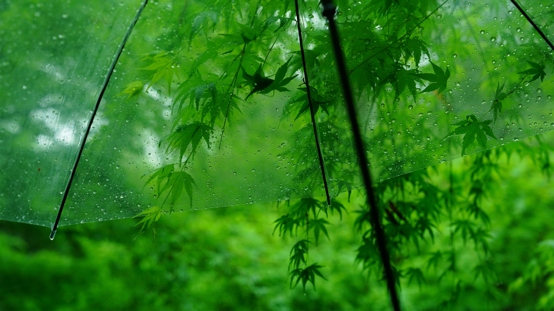 护眼又治愈！带水珠的绿叶伞高清电脑壁纸合集