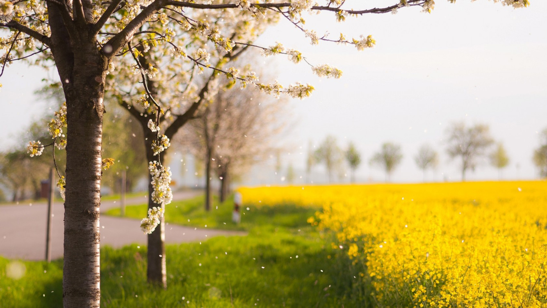 能当电脑桌面的自然花草风景壁纸来了