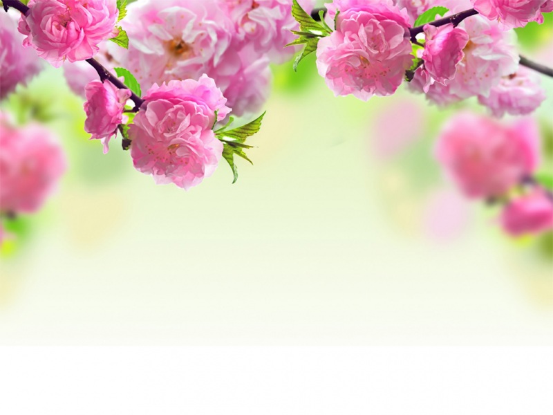 春日粉桃花枝！这款宽屏电脑壁纸氛围感拉满