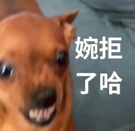 这款“婉拒了哈”表情包，斗图圈又火了