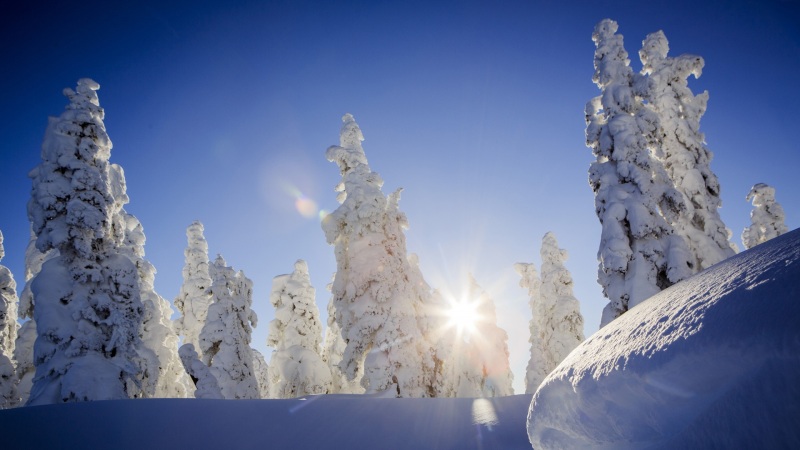 冬日雪后森林阳光风景 电脑动漫壁纸推荐