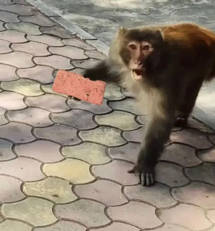 聊天斗图没文字？这款无字表情包合集超好用